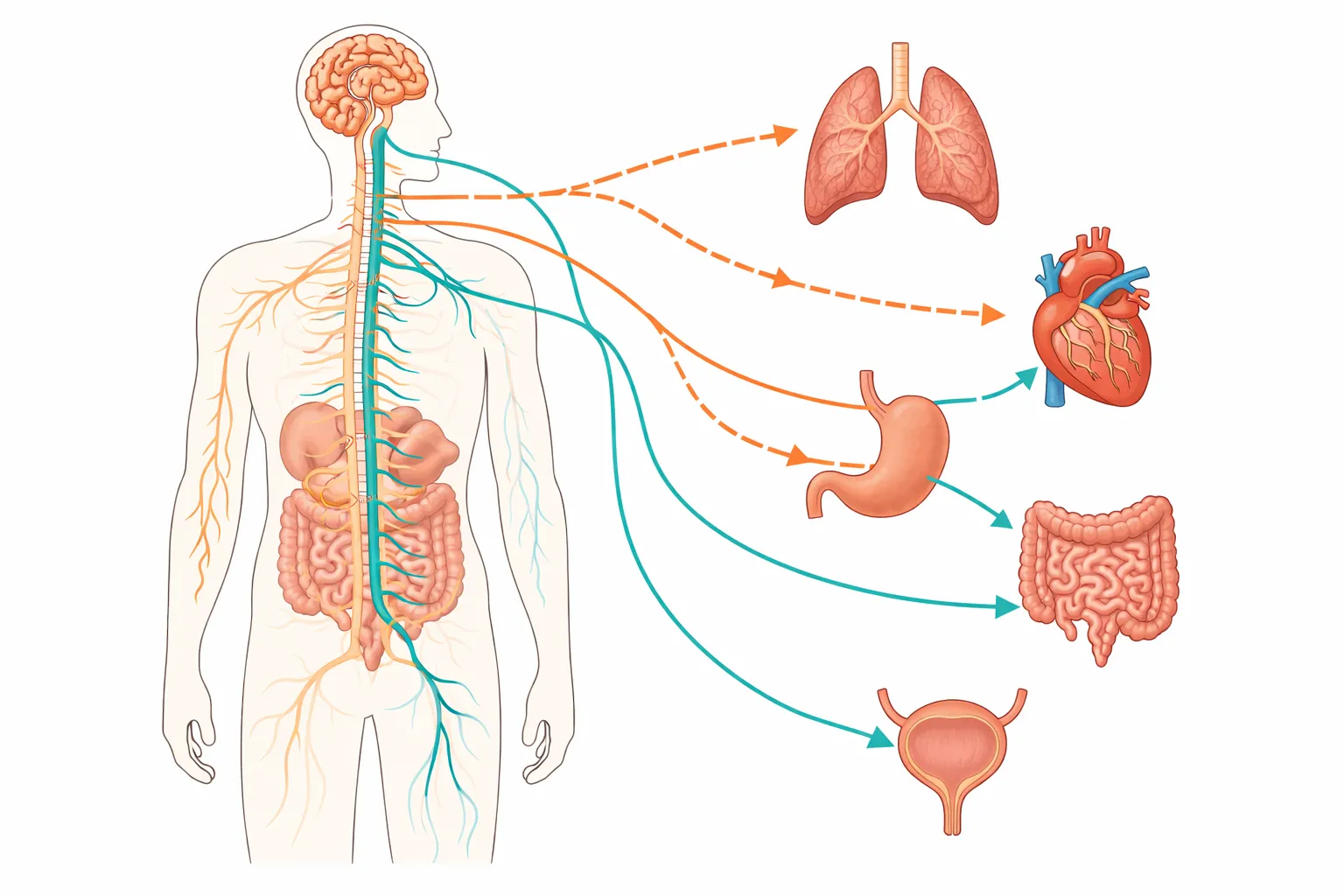 整骨院で行う自律神経の治療