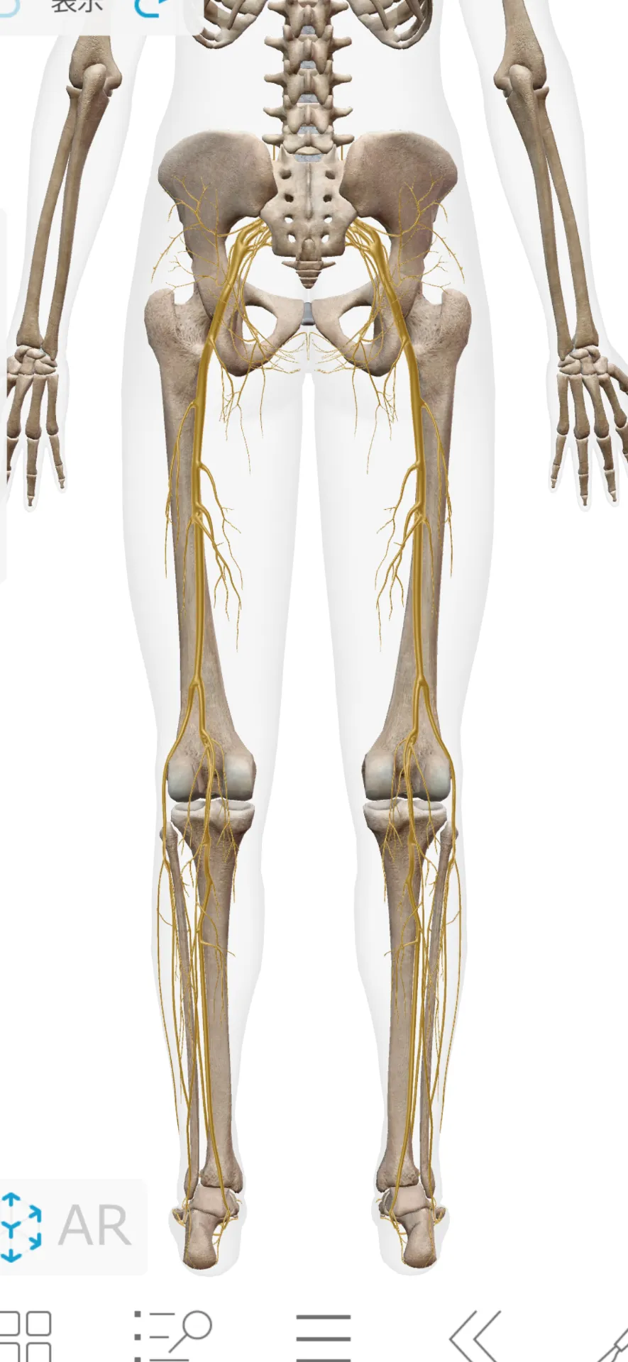 坐骨神経痛の原因とは？